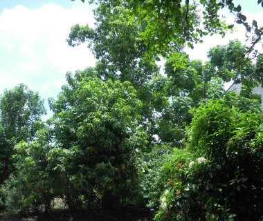 Yeşil ağaçlar ve bitkiler sıcak bir yaz kirliliği kontrol etmek ve çevre ekosistemi korumaya çalışıyor. Sadece doğa ve doğadan başka bir şey değil..