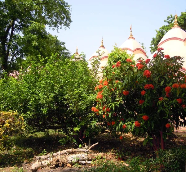 Drzewa Rośliny Pięknymi Kwiatami Pąkami Wraz Głową Świątyni 108 Shiva — Zdjęcie stockowe