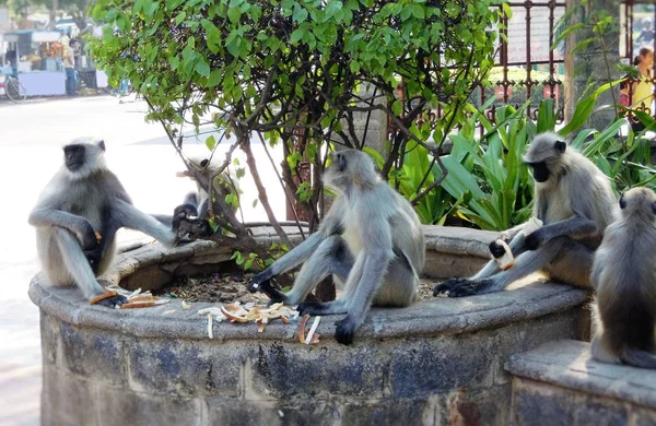 Spotkanie Małp Jedzeniem Chleba Dyskusji Ważnej Kwestii Dotyczącej Niedoboru Drzew — Zdjęcie stockowe
