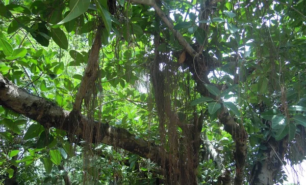 Yeşil ağaçlar ve bitkiler sıcak bir yaz kirliliği kontrol etmek ve çevre ekosistemi korumaya çalışıyor. Sadece doğa ve doğadan başka bir şey değil..