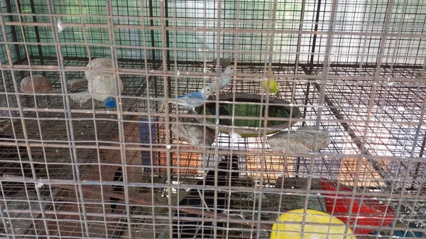 Different types of birds in a cage with different colours at a road side Petrol Pump in the way of Iscon Temple at Mayapur in India.