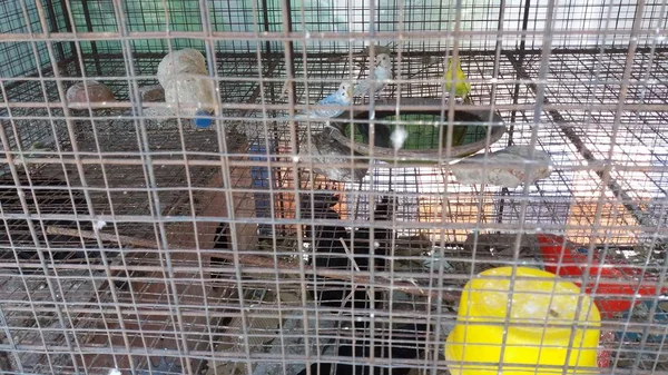 Different types of birds in a cage with different colours at a road side Petrol Pump in the way of Iscon Temple at Mayapur in India.