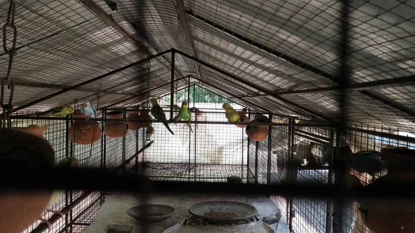 Different types of birds in a cage with different colours at a road side Petrol Pump in the way of Iscon Temple at Mayapur in India.