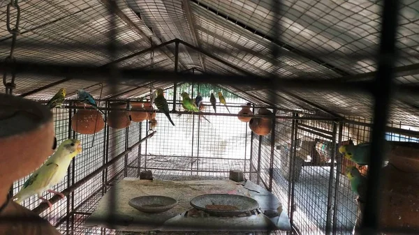 Different types of birds in a cage with different colours at a road side Petrol Pump in the way of Iscon Temple at Mayapur in India.