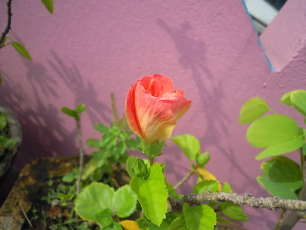 Krásná Scéna Zelených Rostlin Stromů Různými Barevnými Květy Venku Nachází — Stock fotografie