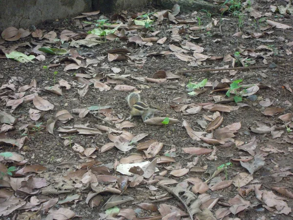 the squirrel in a   garden of  green plants and trees with various colored flowers in a outdoor. It is in the reserve forest at \