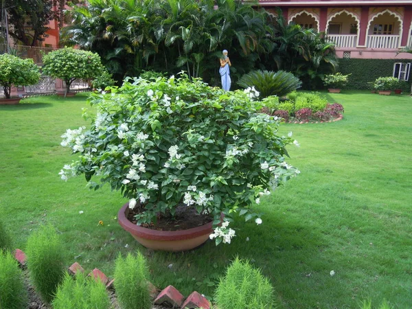 Piękny Ogród Zielonych Drzew Roślin Kolorowym Kwiatem Innych Miłych Struktur — Zdjęcie stockowe