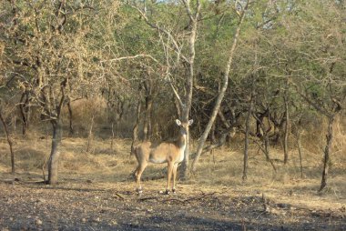 Hindistan'daki Gujarat'ın Gir rezerv ormanında yaşayan hayvanlar. Bu bir aslan bir rezerv orman ama geyik, at, eşek, vb gibi diğer hayvanlar da ormanda bulunmaktadır.
