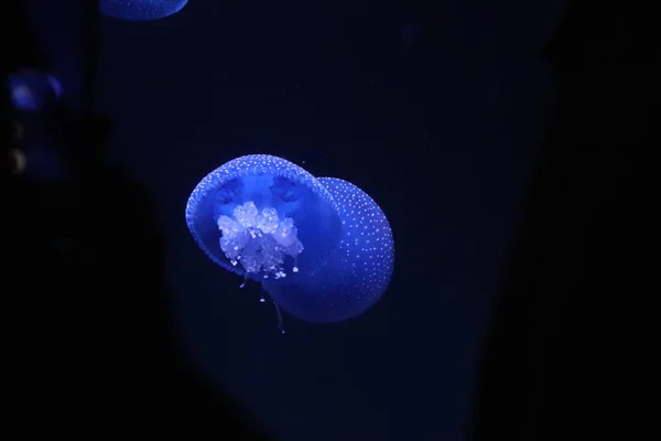 Medusas Fosforescentes Bajo Mar — Foto de Stock