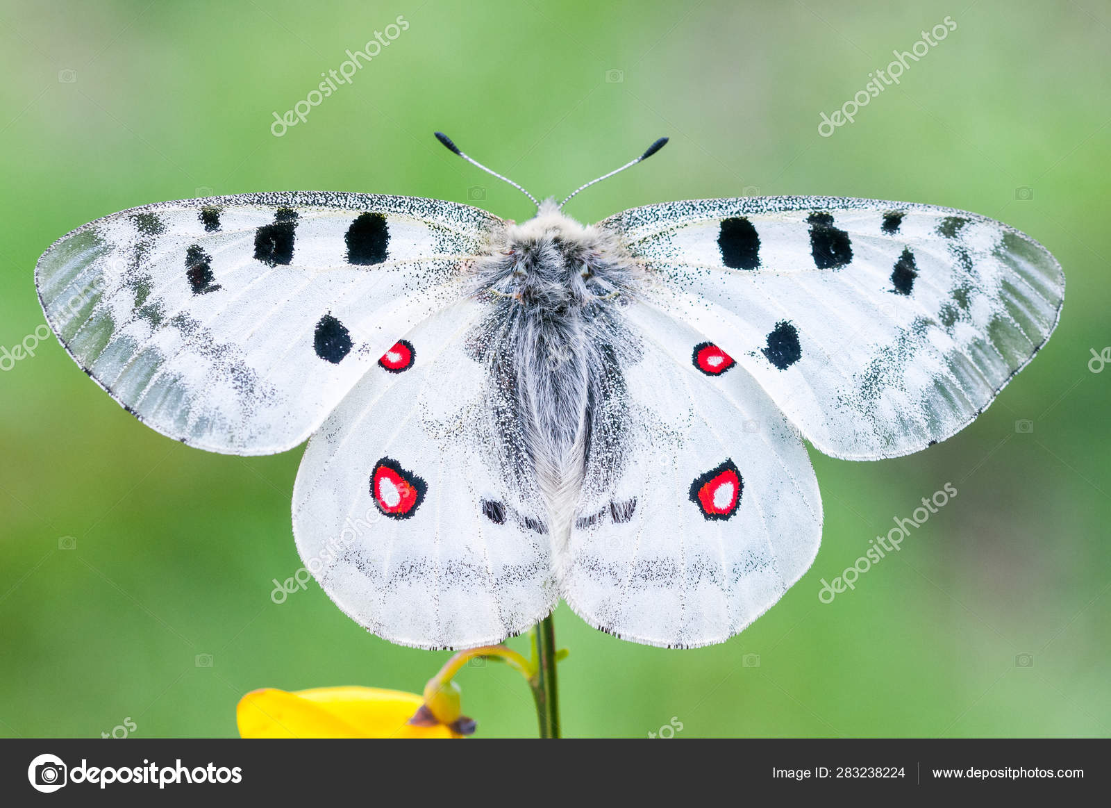 Mountain Apollo Parnassius Apollo Butterfly Stock Photo Images, Photos, Reviews