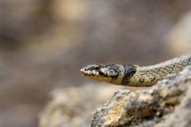 doğada yanlış pürüzsüz yılan.