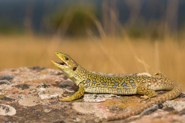ocellated kertenkele, Timon lepidus, İspanya.