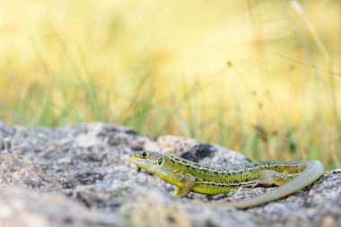 Avrupa yeşil kertenkelesi (Lacerta bilineata).