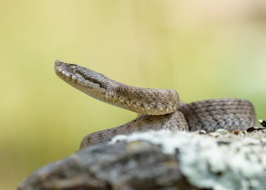 Asp viper, doğada Vipera aspis.