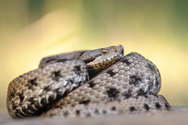 Asp viper, doğada Vipera aspis.