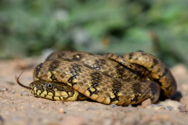 su yılanı , İspanya'da natrix maura.