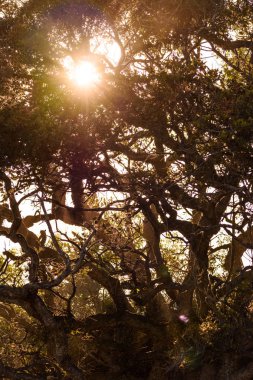 yaz aylarında bir ağaç ile gün batımı.