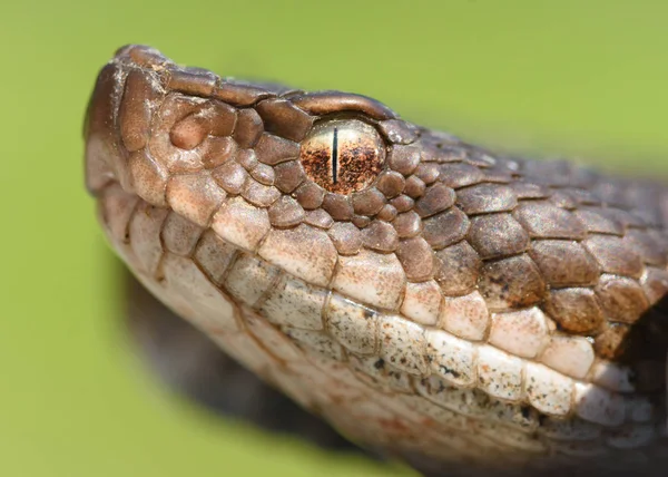 Vipera aspis zinnikeri macro na natureza . — Fotografia de Stock