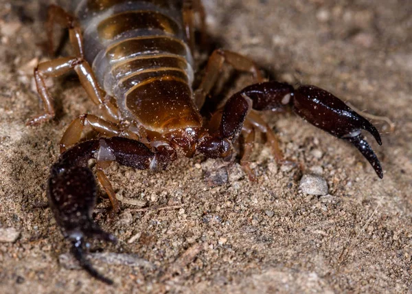 Blind Skorpion, Belisarius xambeui, — Stockfoto