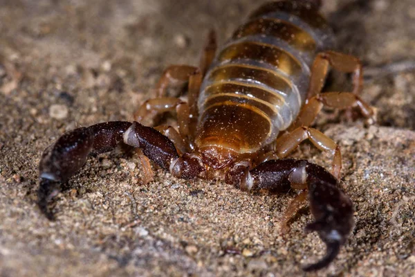 Blind Skorpion, Belisarius xambeui, — Stockfoto