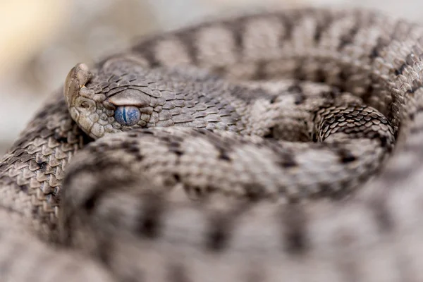 A víbora com chifres, Vipera latastei . — Fotografia de Stock