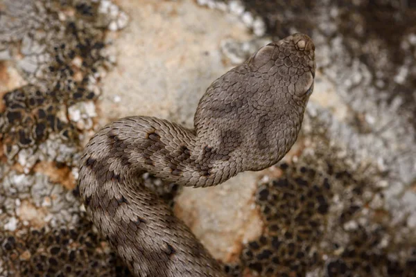 The horned viper , Vipera latastei. — Stock Photo, Image