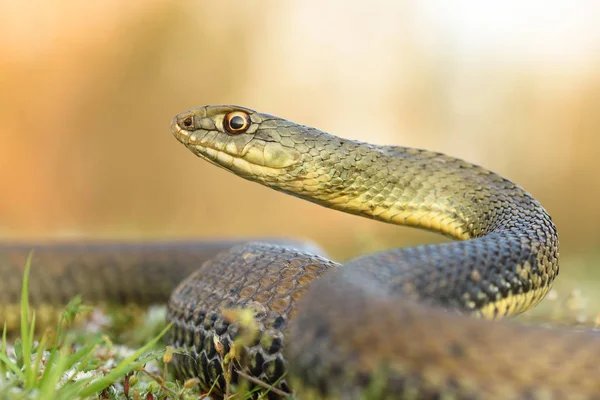 Montpellier serpente, Malpolon monspessulanusm, macho . — Fotografia de Stock