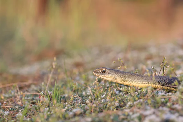 Serpent de Montpellier, Malpolon monspessulanusm, mâle . — Photo
