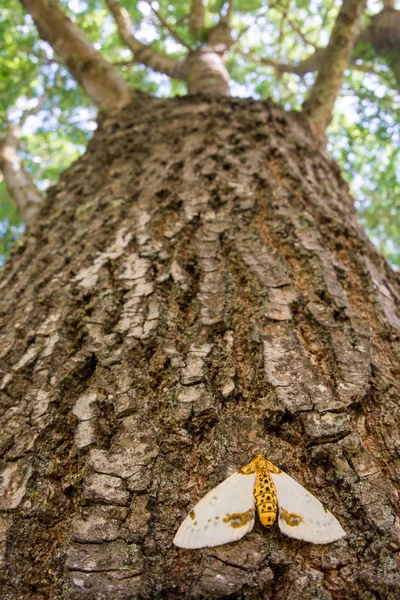 木の中の蛾アブラクサスパンタリア. — ストック写真