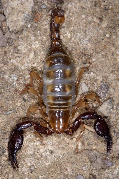 Blind scorpion, Belisarius xambeui, — Stock Photo, Image