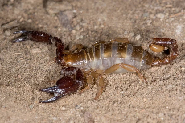 Blind Skorpion, Belisarius xambeui, — Stockfoto