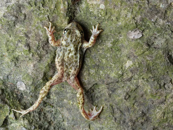 Common midwife toad, Alytes obstetricans pertinax, — Stock Photo, Image