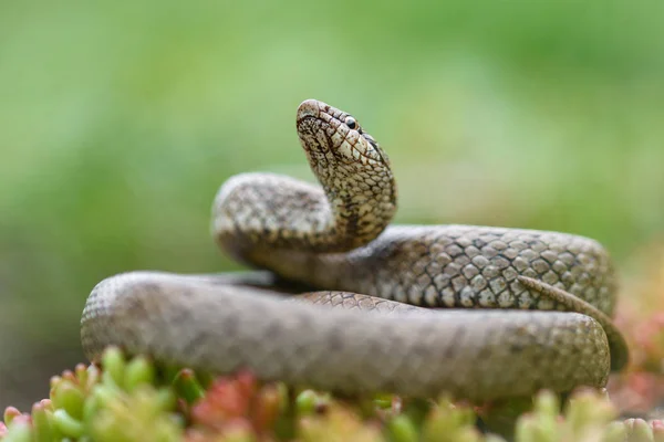 Smooth snake, coronella austiraca, — Stock Photo, Image