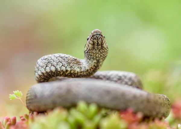 Serpiente lisa, coronella austiraca , — Foto de Stock