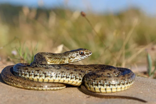 female montpellier snake in nature.