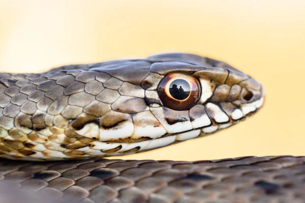 Female montpellier snake in nautre — Stock Photo, Image