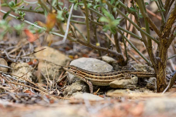 Edward's Sand Racer, Pasammodromus edwarsianus. — Stock Photo, Image