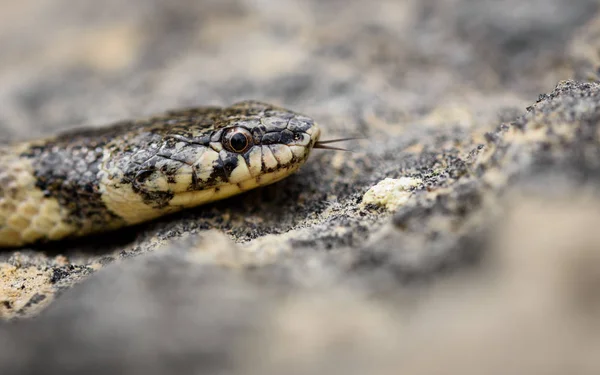 False smooth snake in nature. — Stock Photo, Image