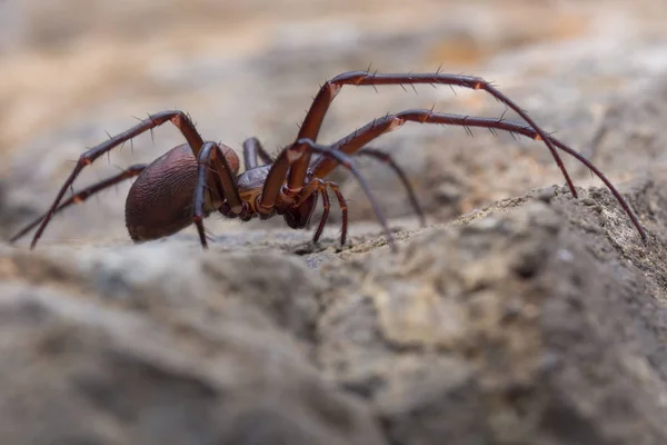 Пещерный паук, Мета Бурнети в пещере . — стоковое фото