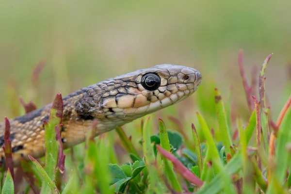 Cobra chicote ferradura, hemorróidas hippocrepis — Fotografia de Stock