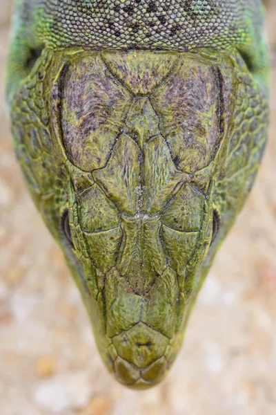 Глазчатая ящерица, Тимон Лепидус . — стоковое фото