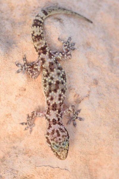 La casa mediterránea gecko, Hemidactylus turcicus — Foto de Stock