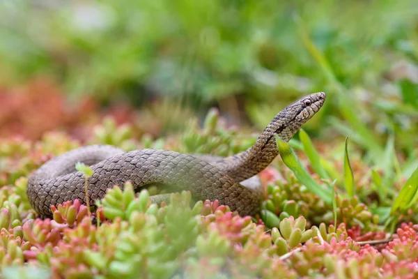 Serpiente lisa, coronella austiraca , — Foto de Stock