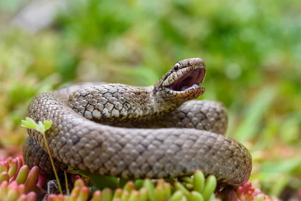 Cobra lisa, coronella austiraca , — Fotografia de Stock