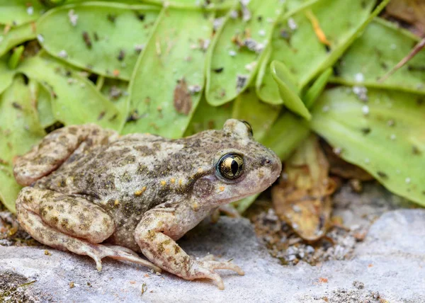 Common midwife toad, Alytes obstetricans pertinax — Stock Photo, Image