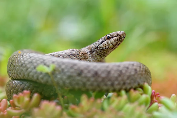 Serpiente lisa, coronella austiraca , — Foto de Stock