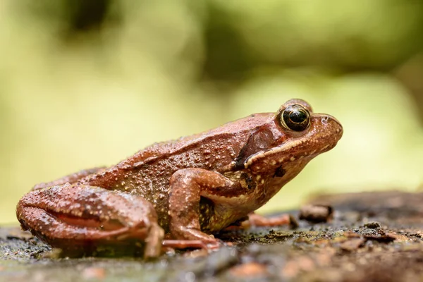 European common frog , Rana temporaria. — Stock Photo, Image