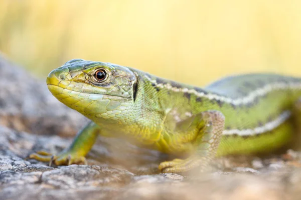 유럽 녹색 도마뱀, 라세르타 빌리나타. — 스톡 사진