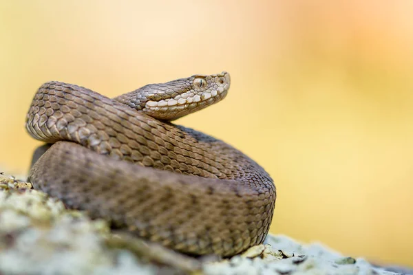 Asp viper, doğada Vipera aspis. — Stok fotoğraf