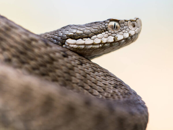Asp viper, Vipera aspis in nature.